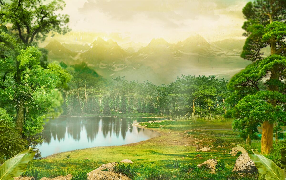 Fototapeta zielony las nocą odczuwa ciepło słońca