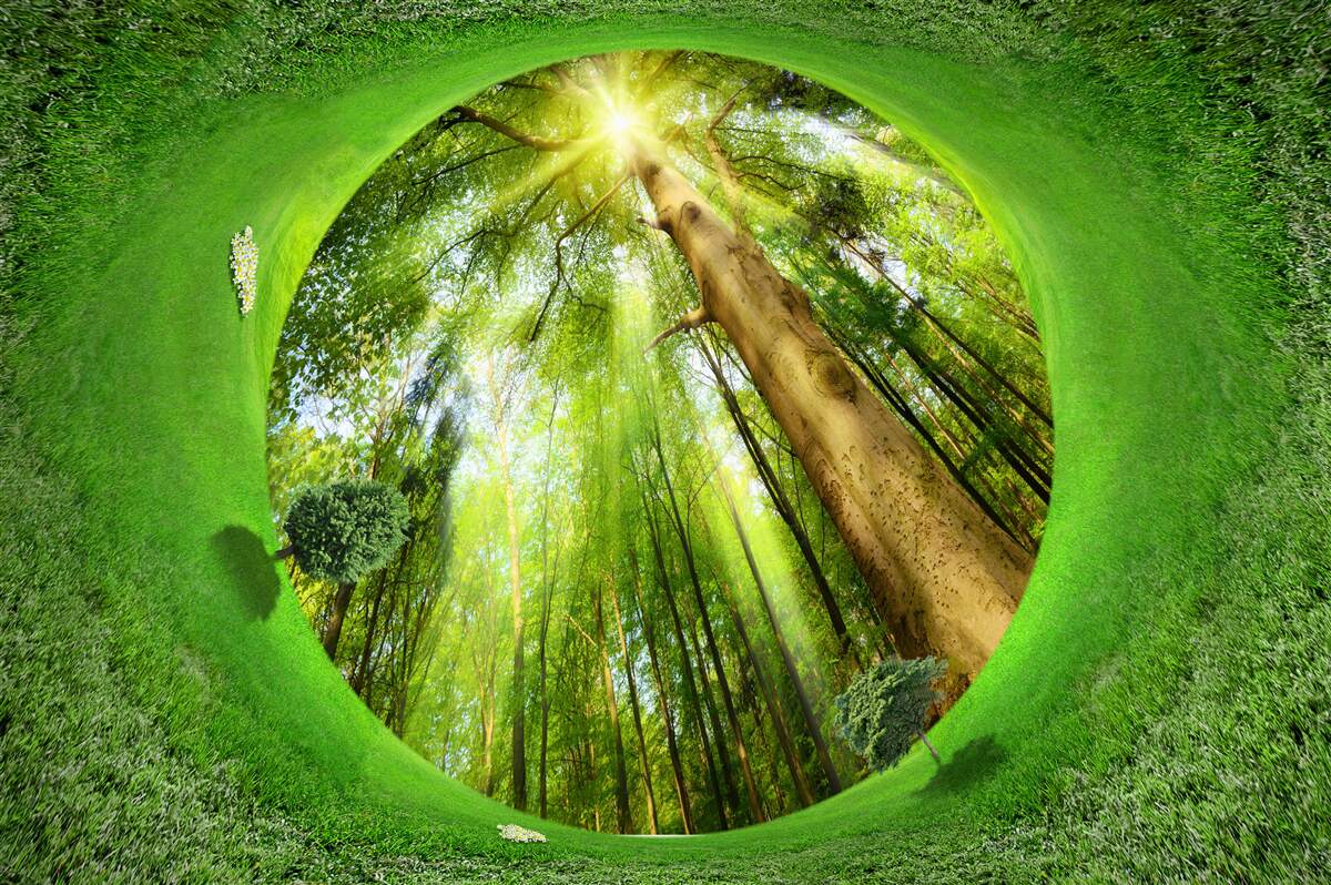 Fototapeta obiektyw patrzy na zadbany zielony las