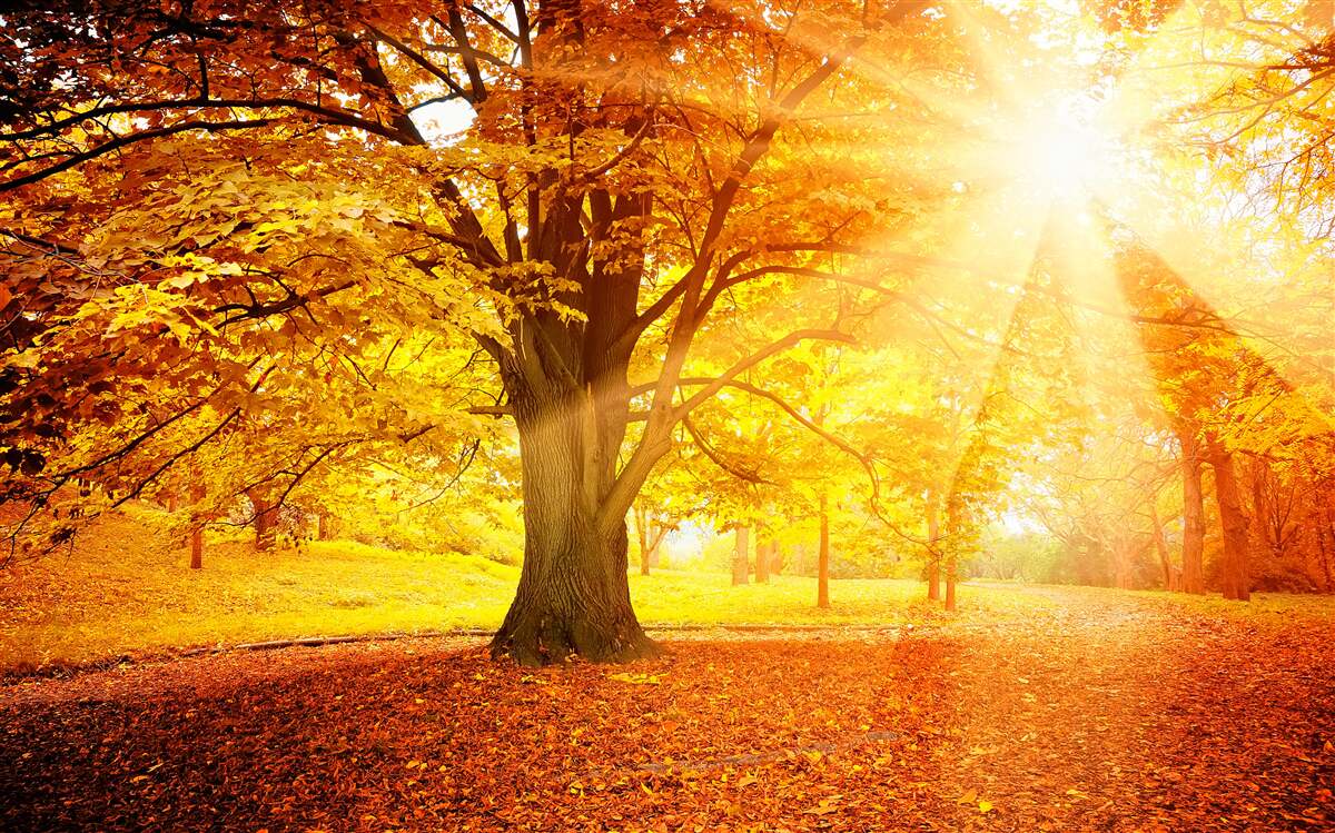 Fototapeta jasne światło słońca przenika przez jesienną mgłę lasu