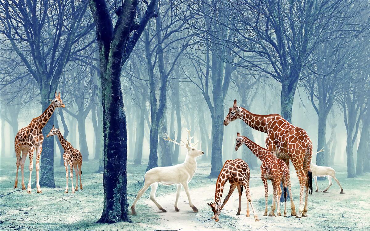 Fototapeta Żyrafy poznają nowego przyjaciela