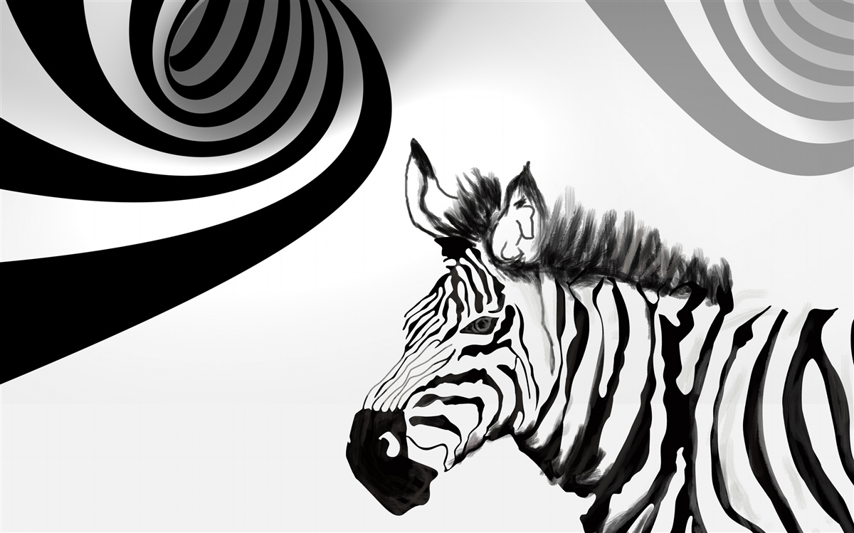 Fototapeta czarno-biała zebra w stanie oczekiwania