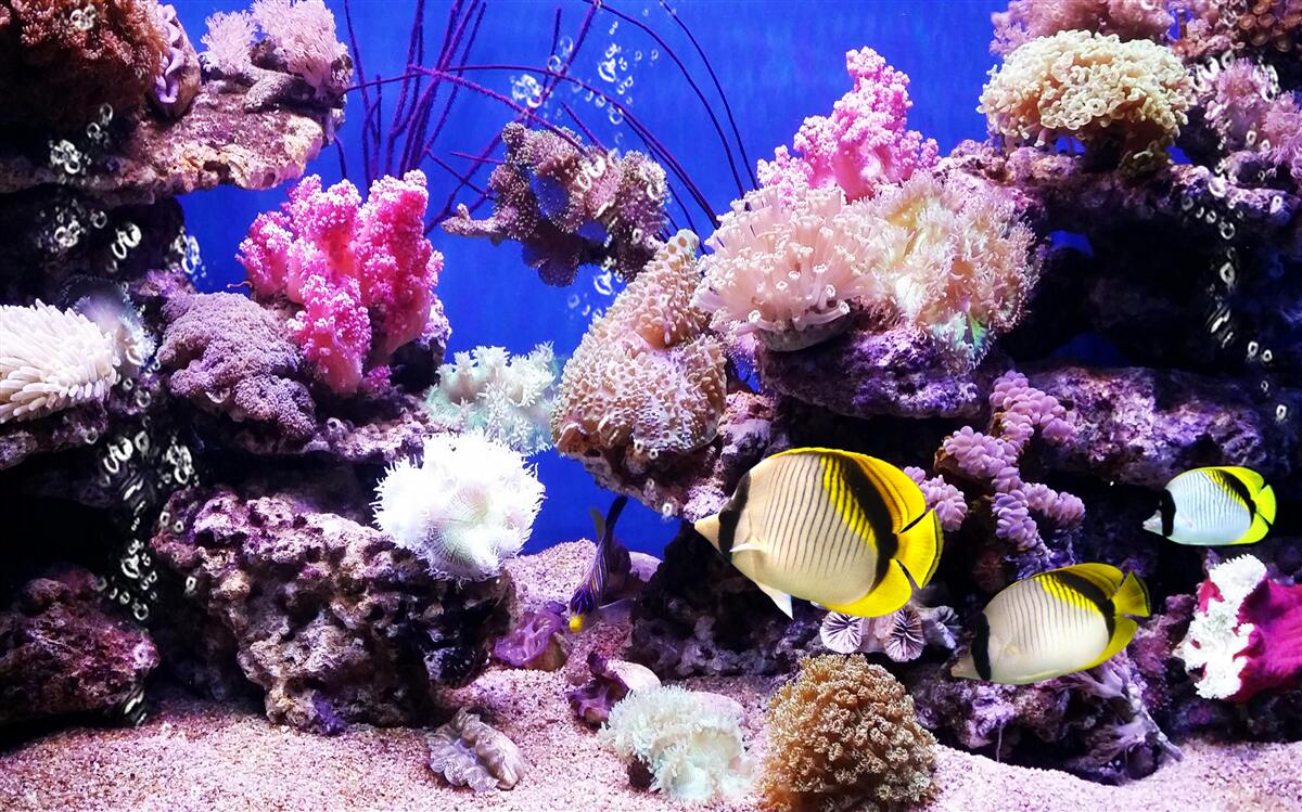 Fototapeta legenda o morzu