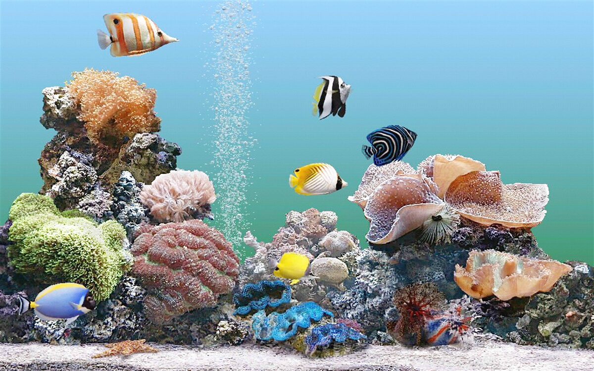 Fototapeta piękno barier koralowych