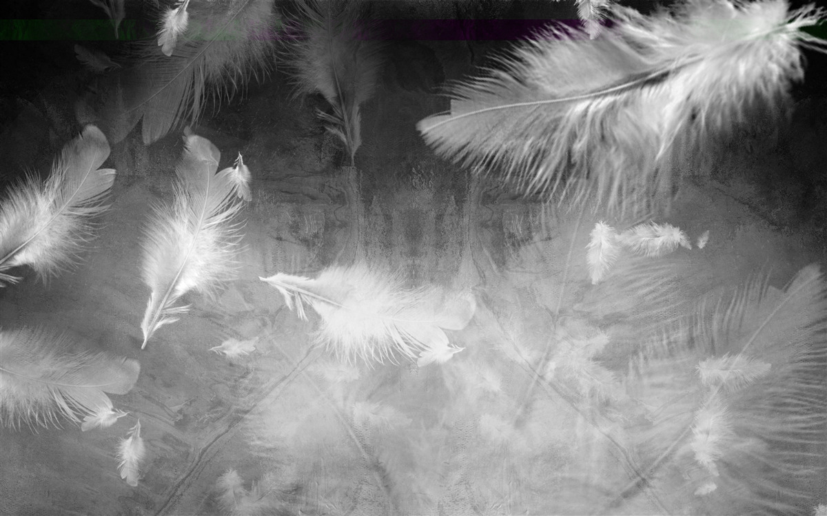 Fototapeta szare tło ozdobione jest białymi piórami