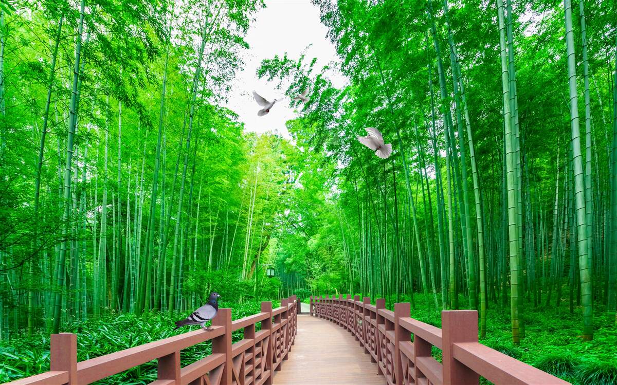 Fototapeta Ścieżka przez zielony las bambusowy