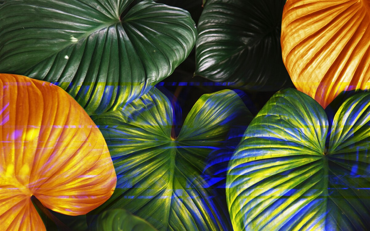 Fototapeta duże zielone i brązowe liście