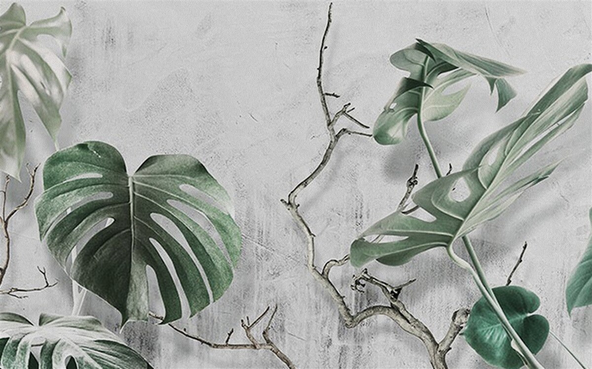 Fototapeta zielone liście monstery są duże