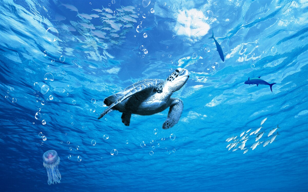 Fototapeta błękitne morze ozdobione jest żółwiem morskim