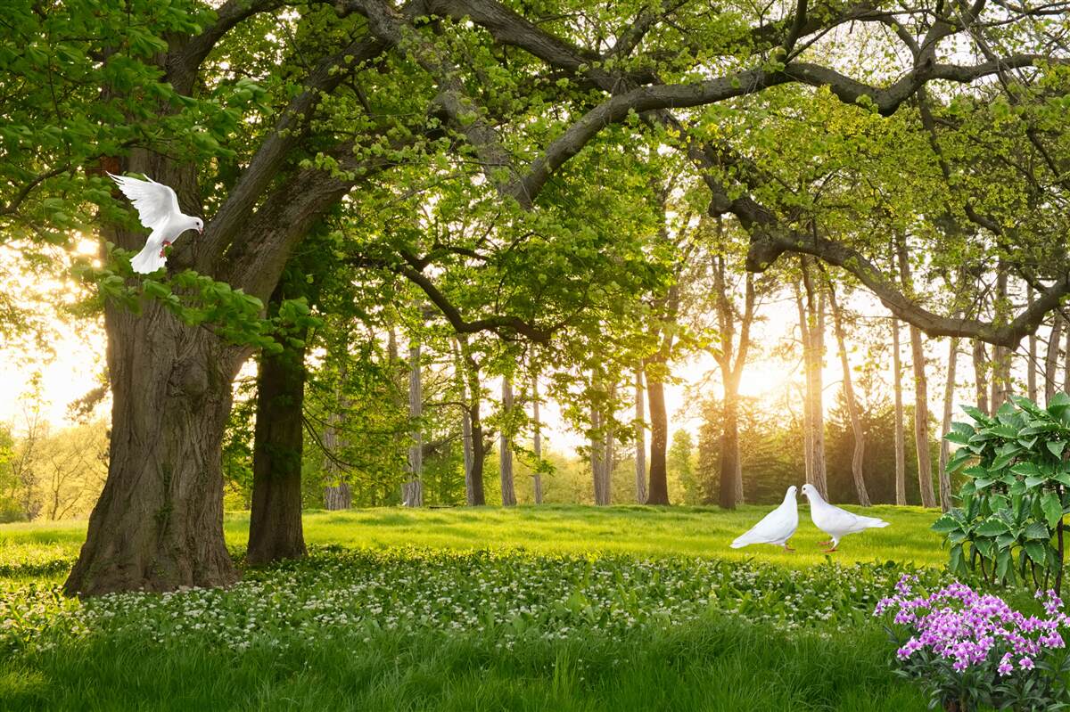 Fototapeta gołębie lśnią swoją bielą o świcie w zielonym lesie