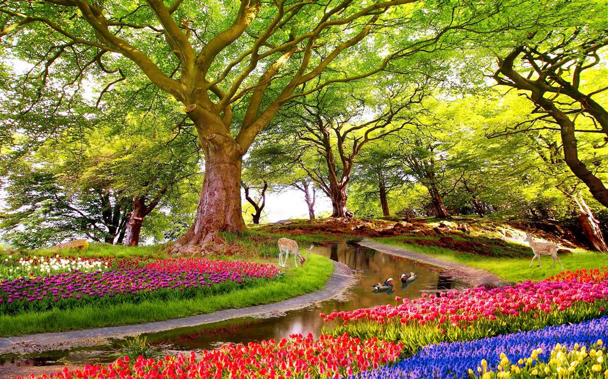 Fototapeta różnorodność letnich odcieni w głębi lasu