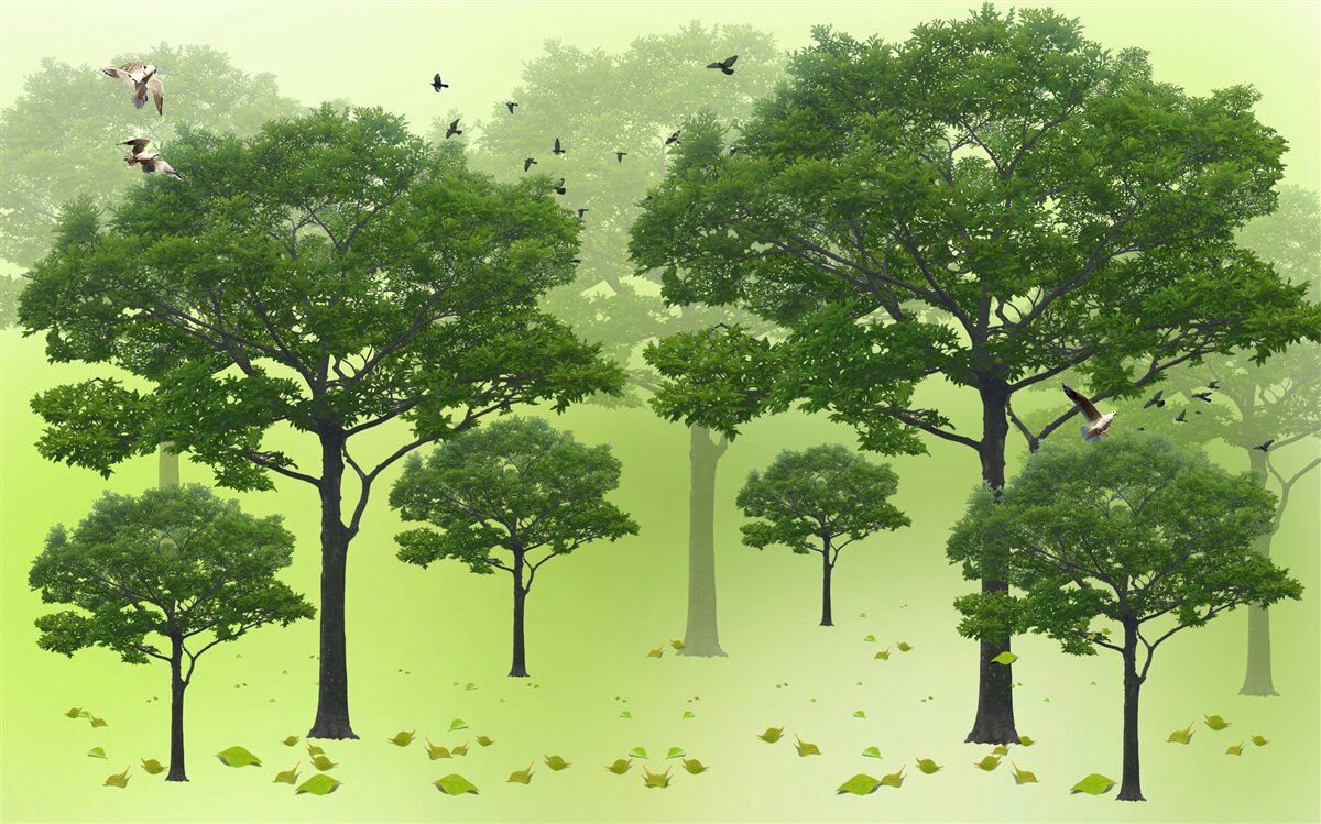 Fototapeta drzewa liściaste są zielone