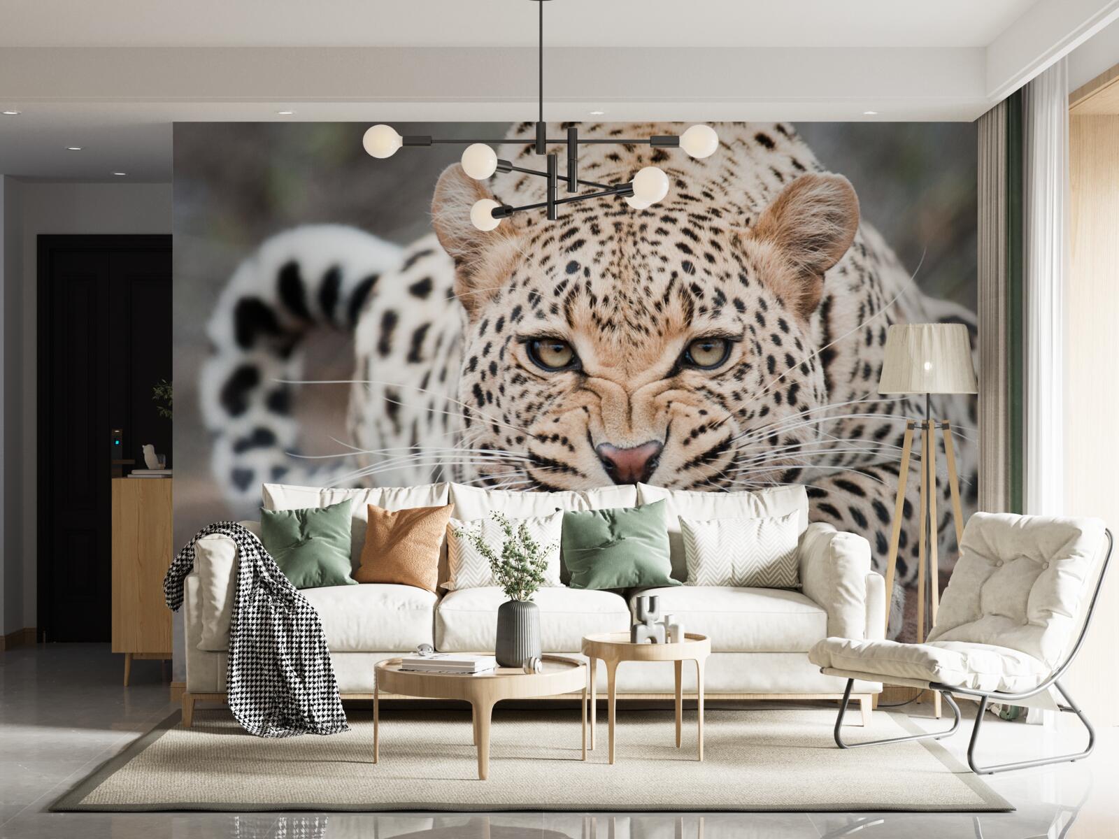 Fototapeta lampart ma zamiar wykonać skok