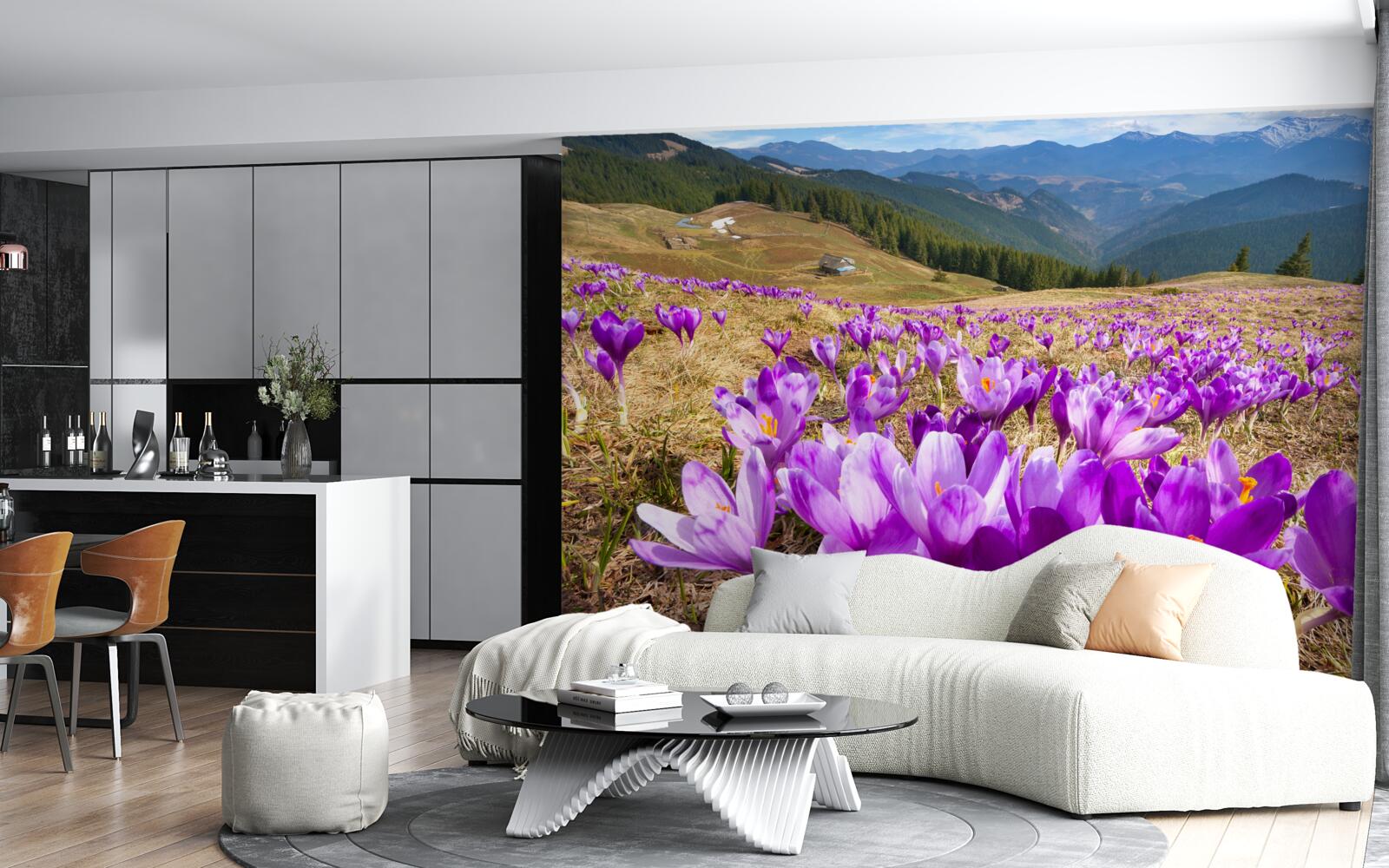 Fototapeta krokusy górskie są fioletowe