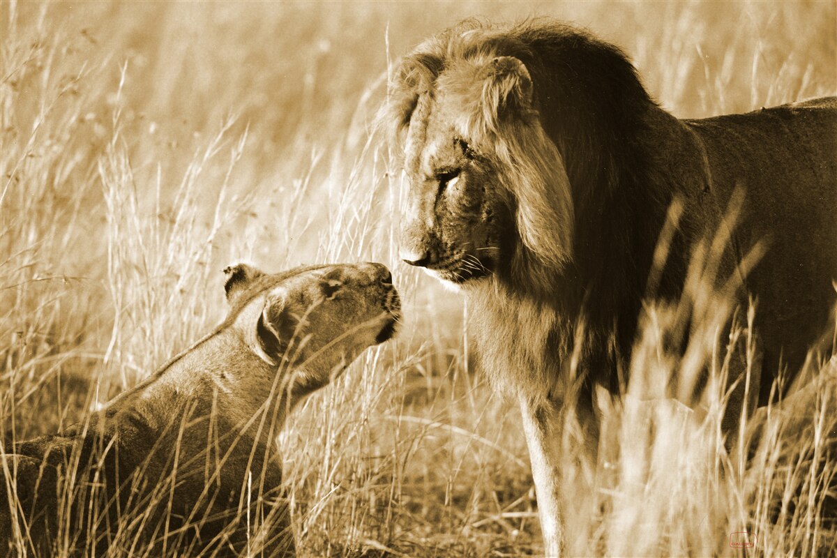 Fototapeta lew i lwica poznają się