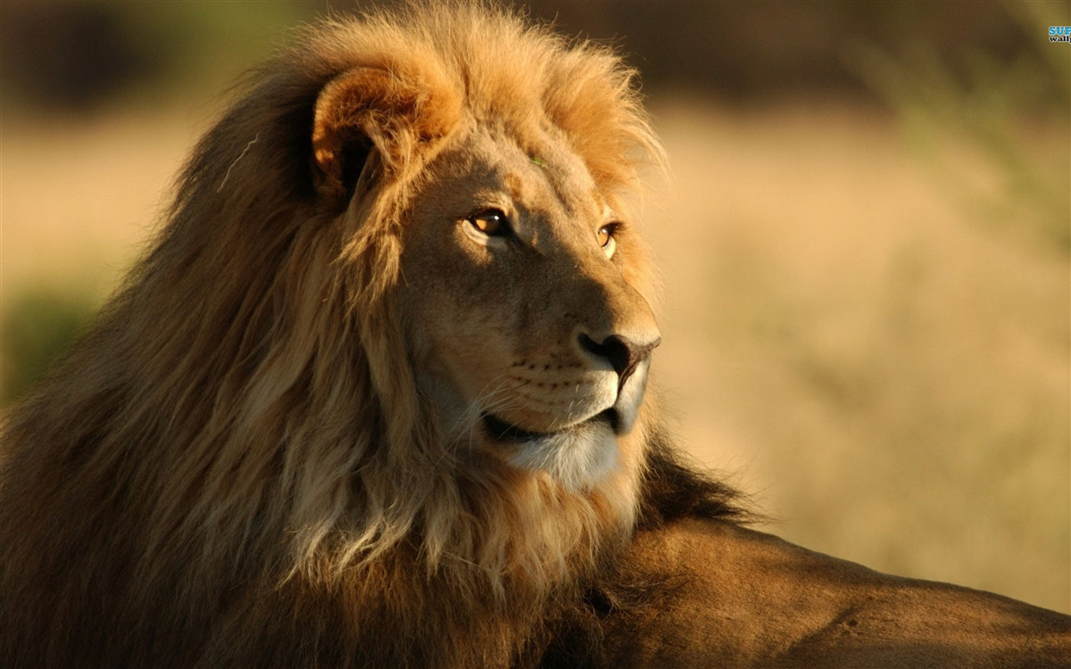 Fototapeta monarcha sawanny na wakacjach