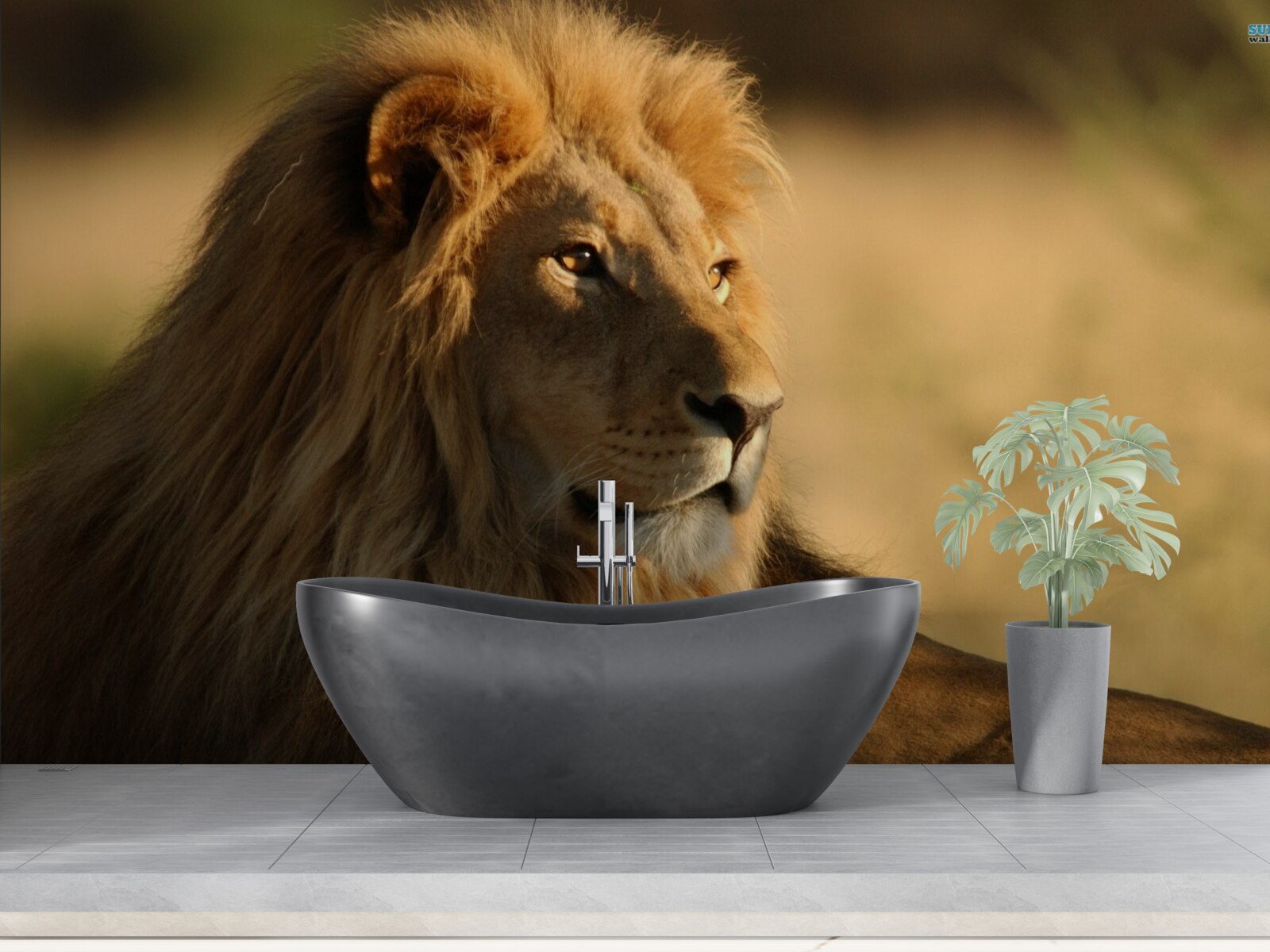 Fototapeta monarcha sawanny na wakacjach