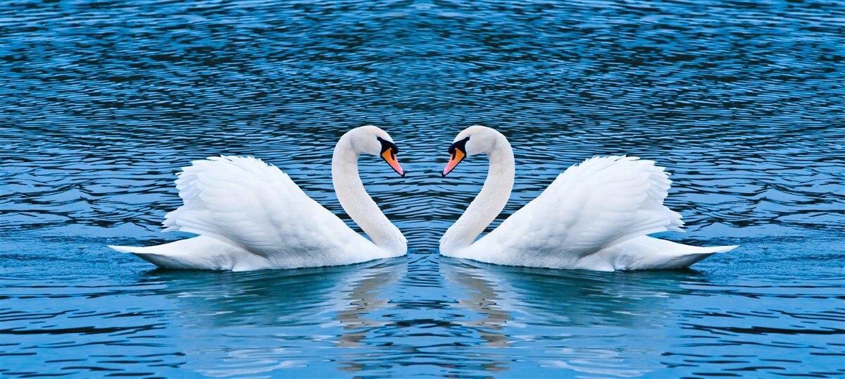 Fototapeta para łabędzi na powierzchni wody tworzy idylliczny obraz rodzinny