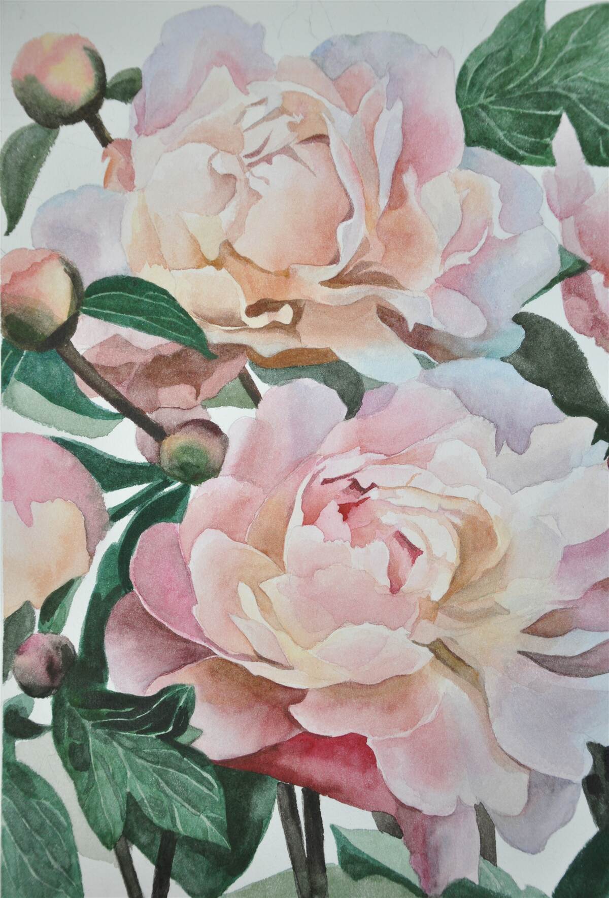 Fototapeta piwonie malowane akwarelą