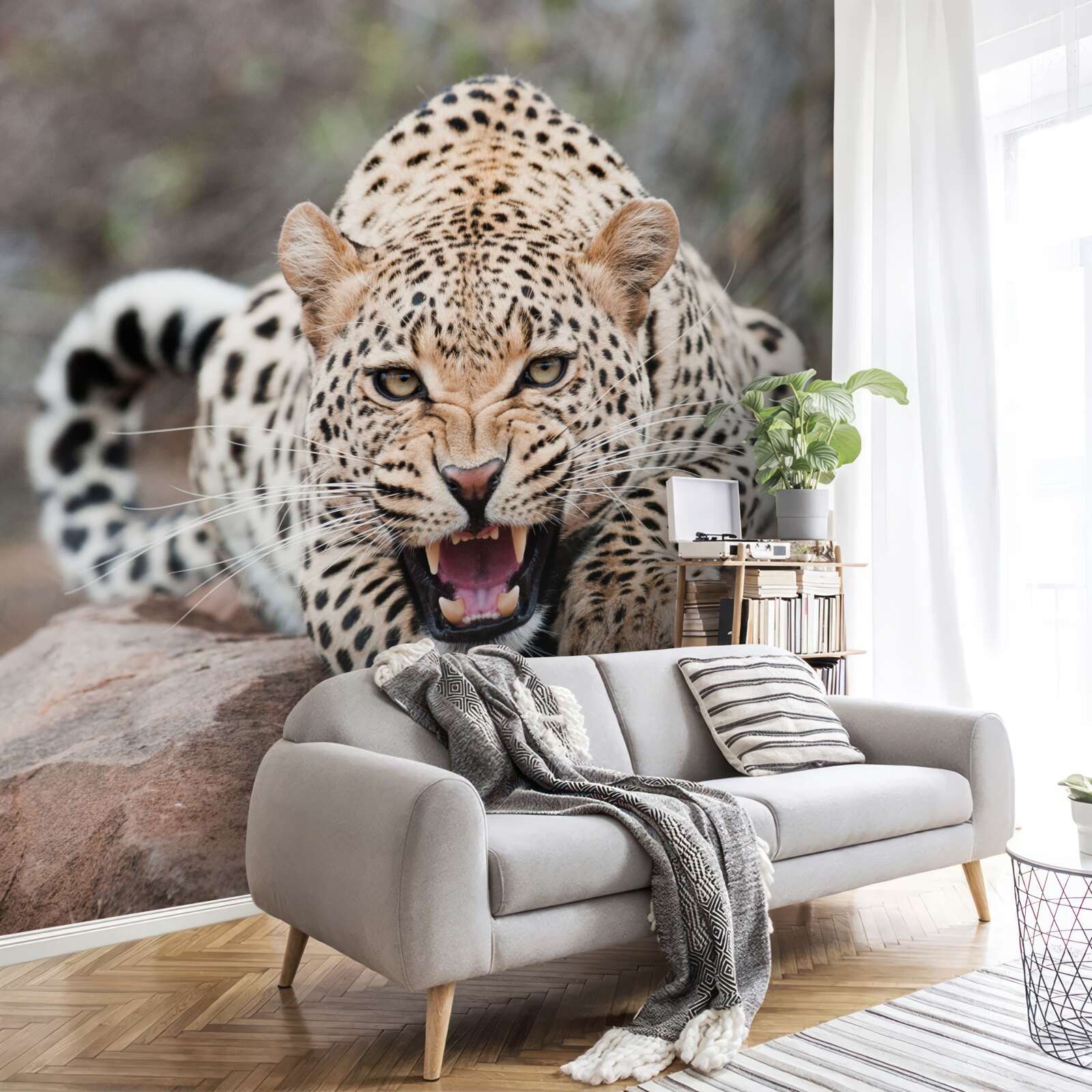 Fototapeta podekscytowany lampart przygotowujący się do skoku