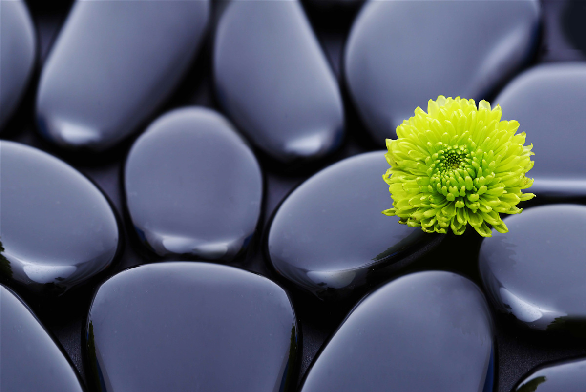 Fototapeta zielony kwiat wyrasta przez skalistą barierę