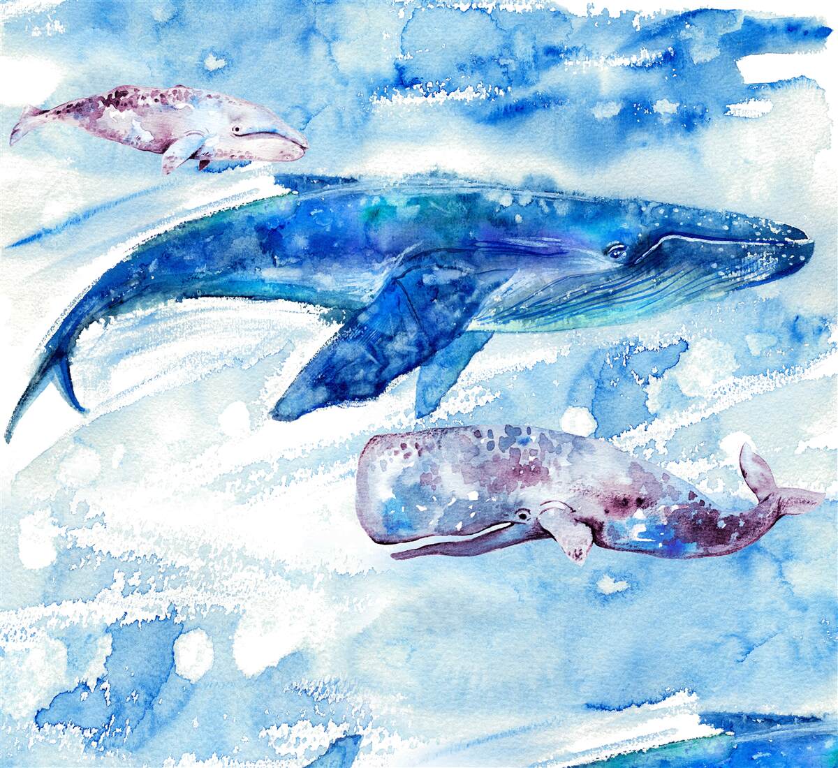 Fototapeta pobór wody przez płetwal błękitny