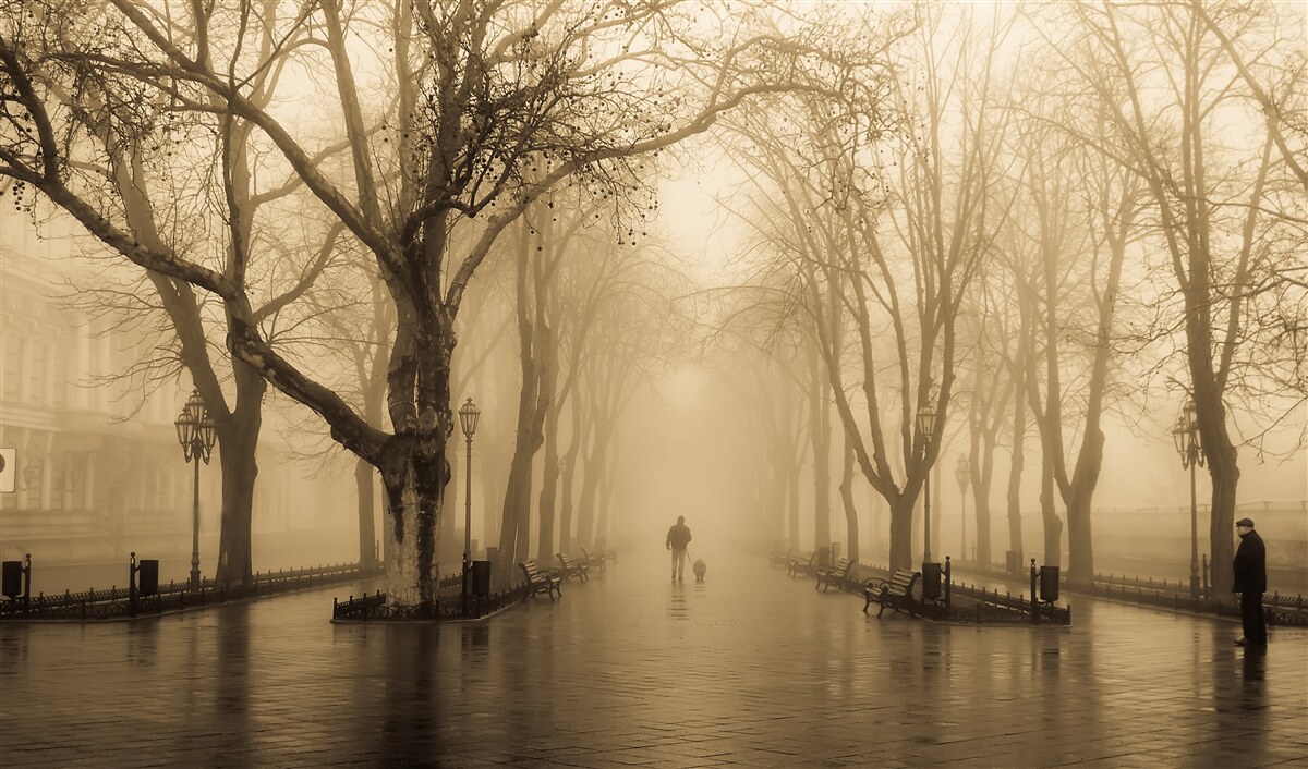 Fototapeta aleja jest wypełniona deszczem i mgłą