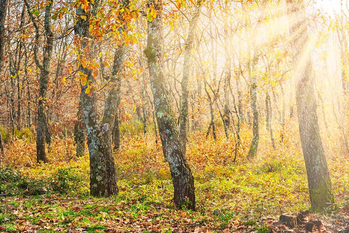 Fototapeta Świt w jesiennym zaroślu
