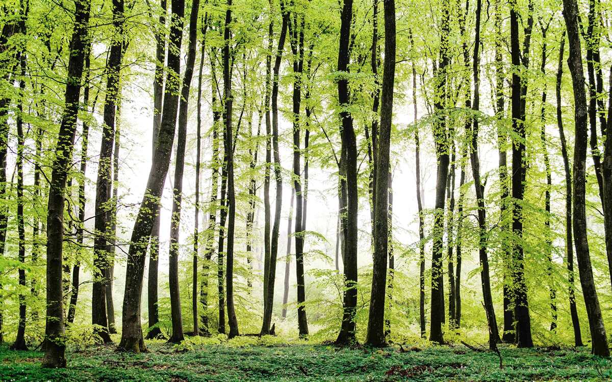 Fototapeta poranne drzewa rozciągające się w górę niczym smukłe kolumny