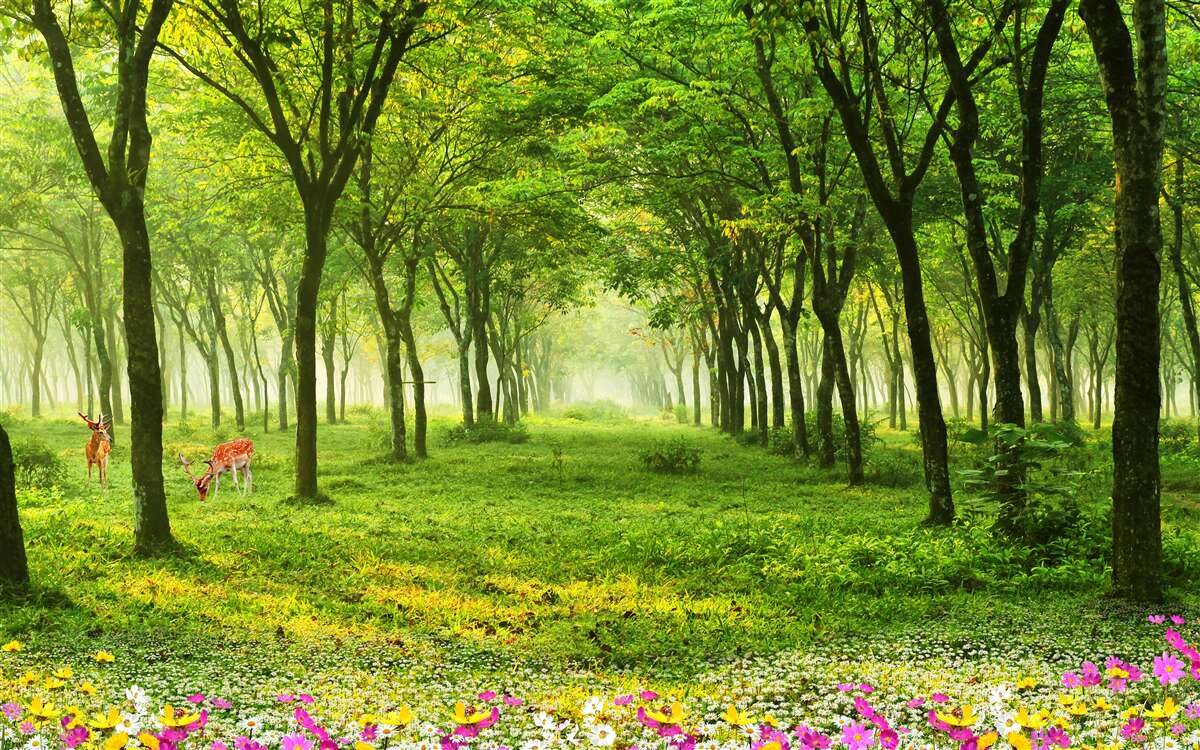 Fototapeta oszałamiający widok na las z jeleniami na zielonym tle