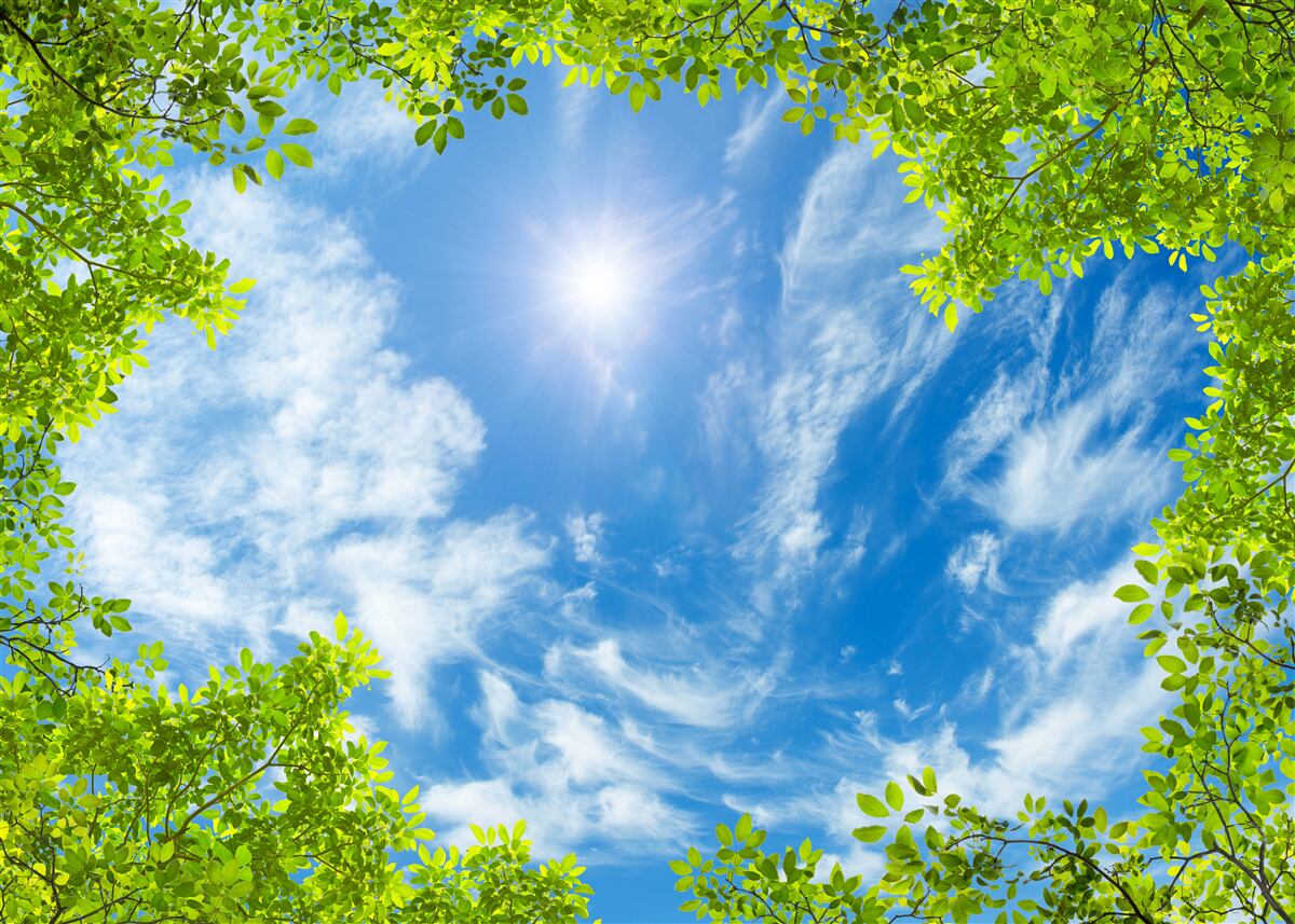 Fototapeta zieleń, w której pogrzebane jest słońce i błękit nieba