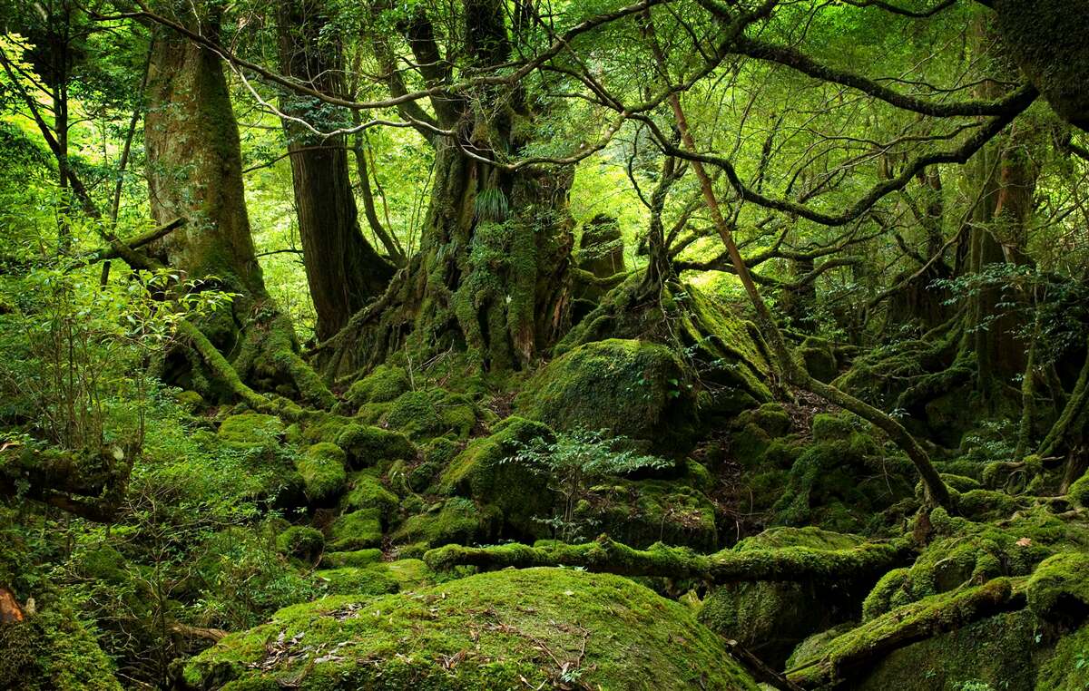 Fototapeta gęsty zielony las