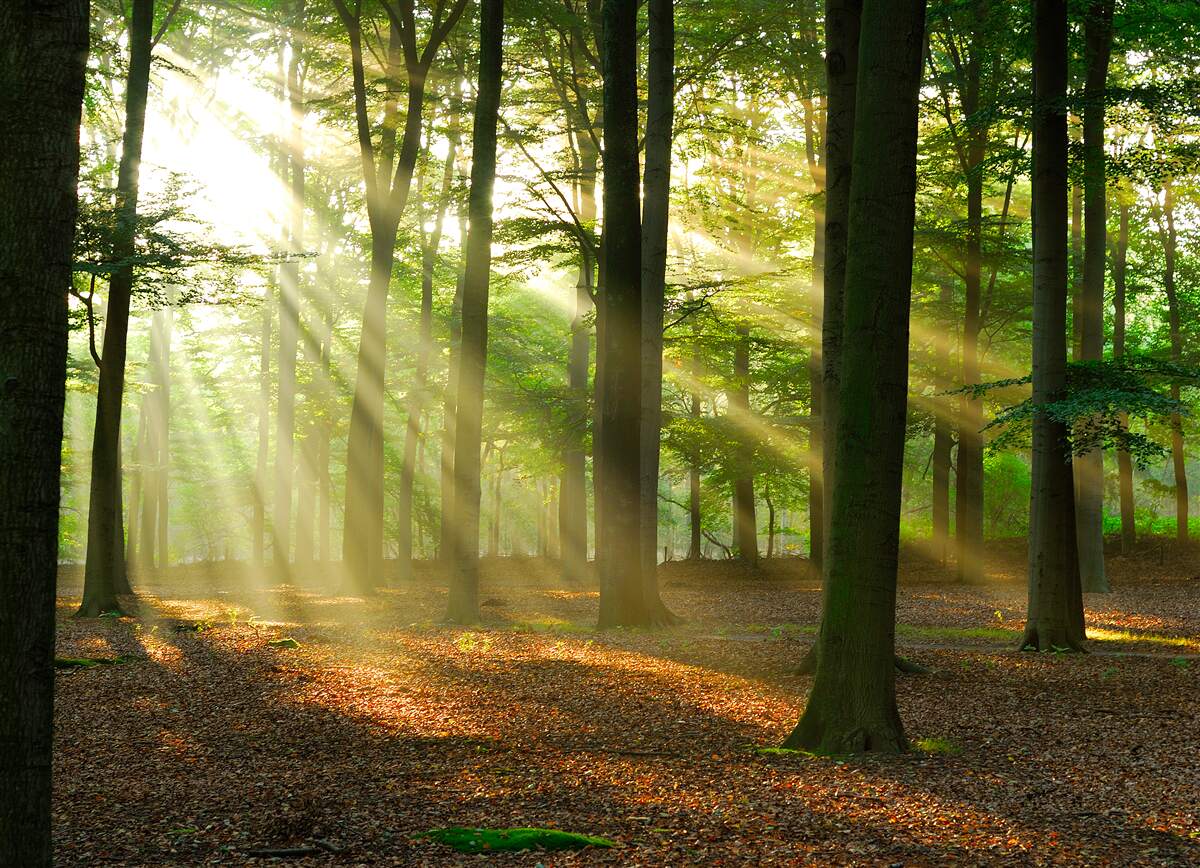 Fototapeta promienie słońca przenikają przez poranną mgłę na pustyni