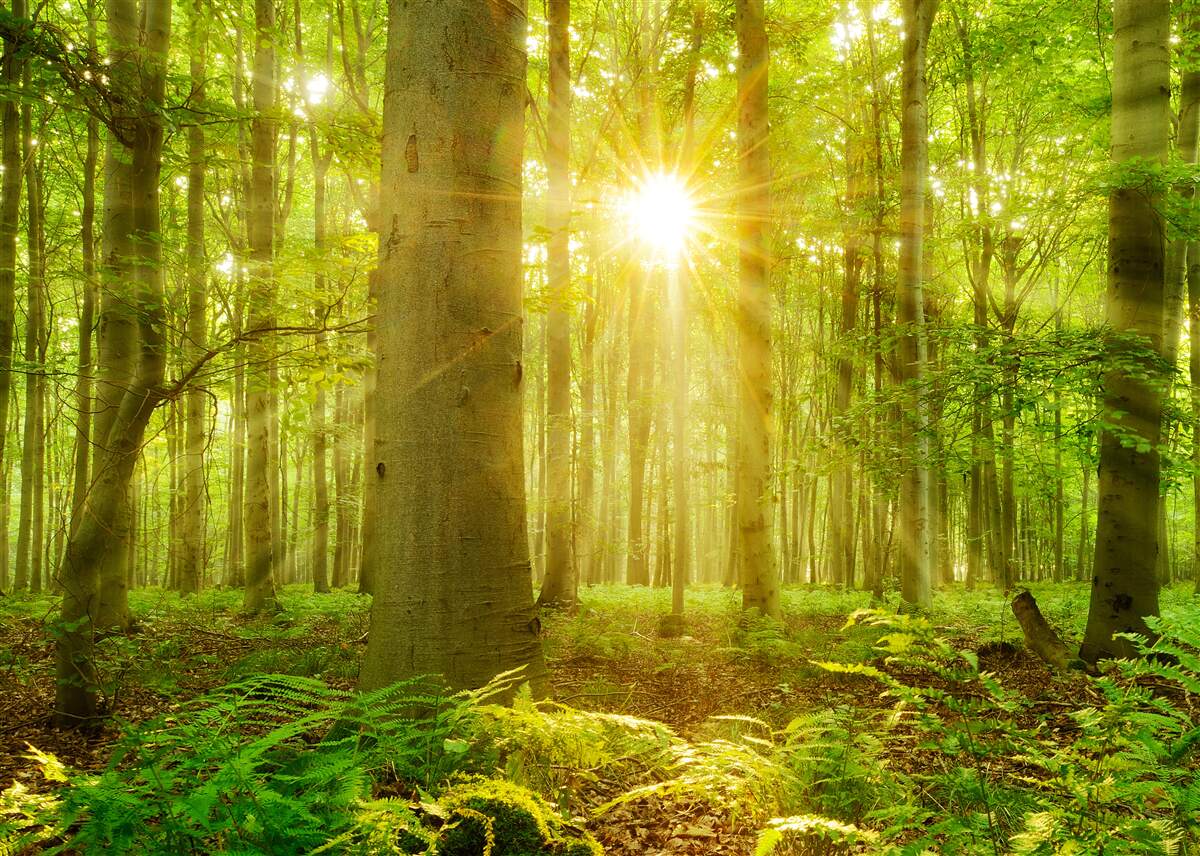 Fototapeta Światło słoneczne w lesie bukowym