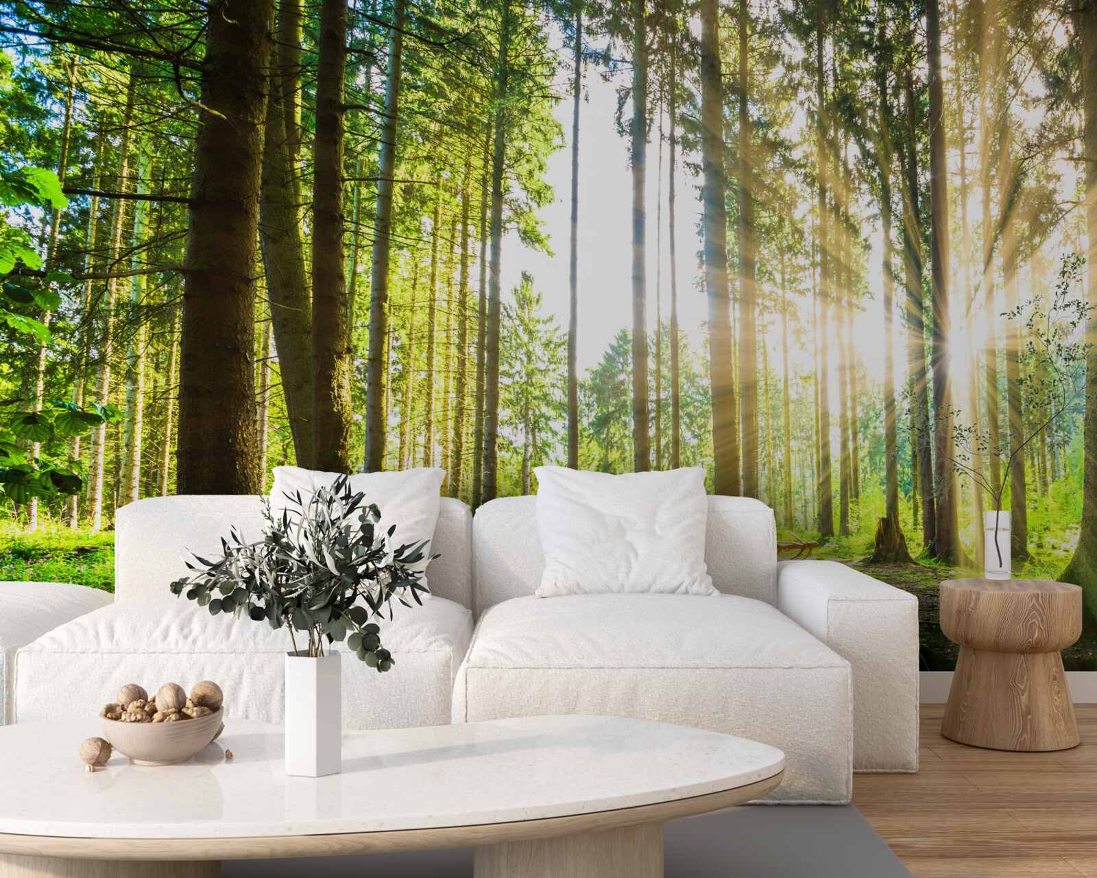 Fototapeta promienie słońca przenikają pomiędzy wysokimi drzewami