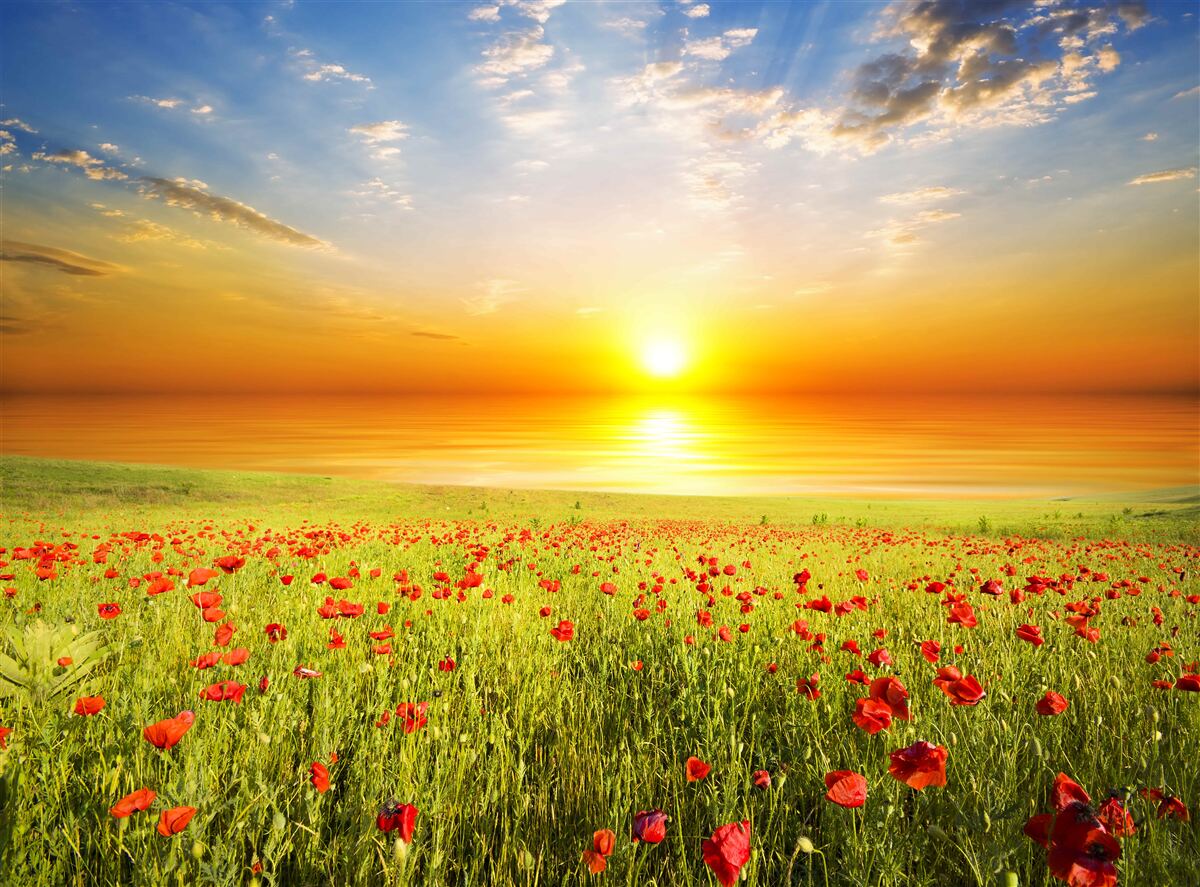 Fototapeta tego lata zachód słońca na łące usianej makami jest pełen kolorów