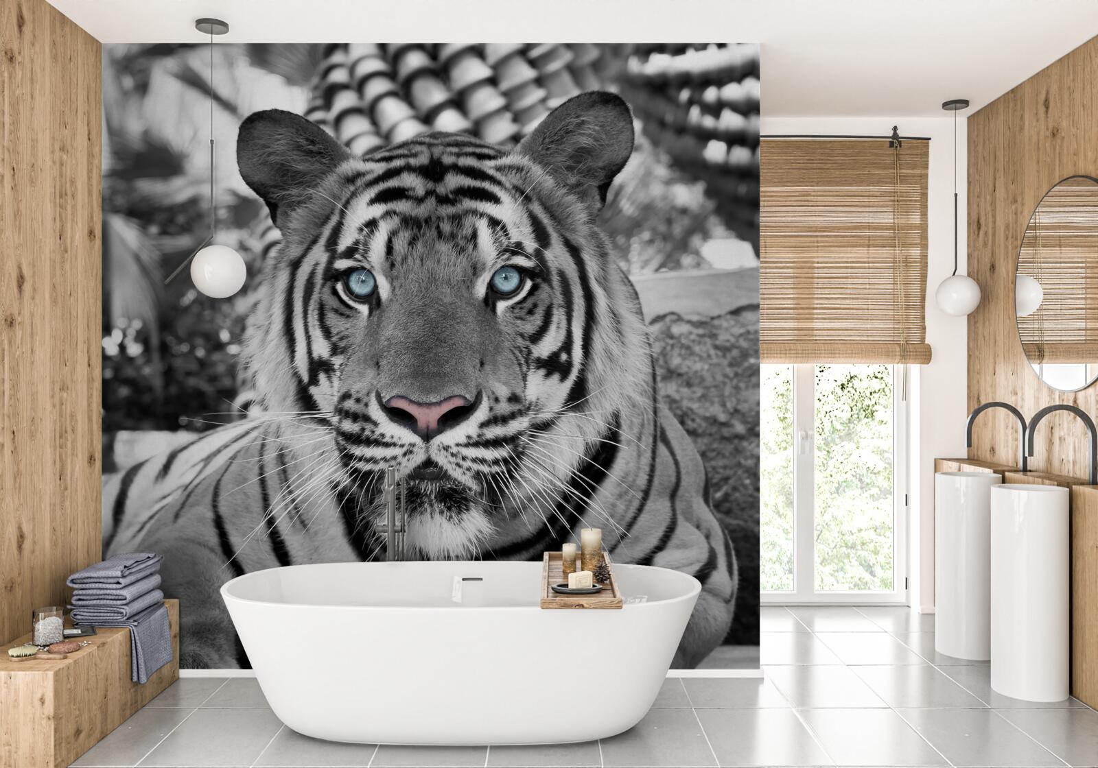 Fototapeta czarno-biały tygrys z pięknymi niebieskimi oczami