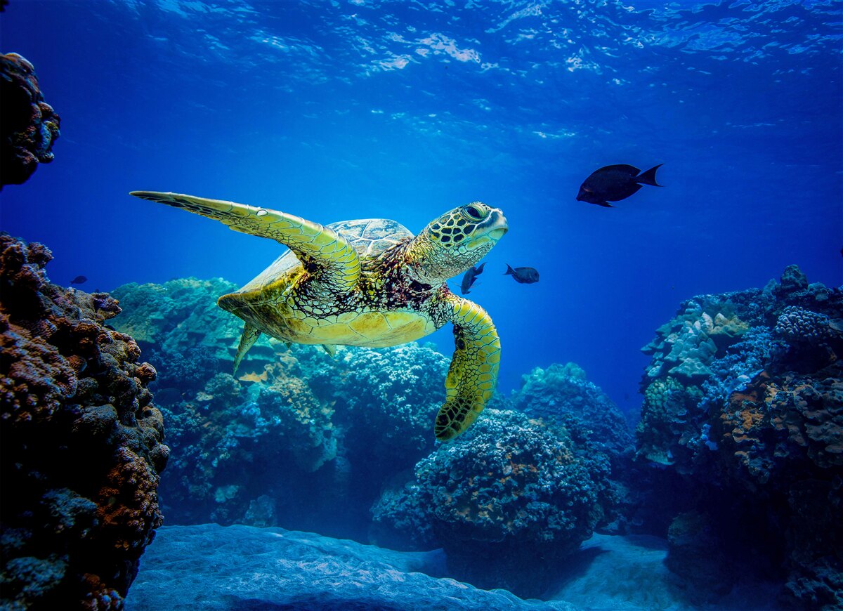 Fototapeta Żółw w błękitnych głębinach morskich