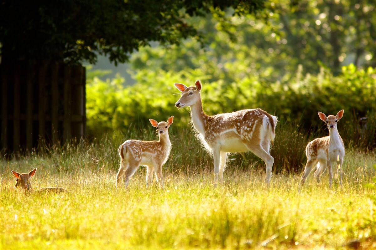 Fototapeta na polu pasie się grupa jeleni z cętkowaną sierścią