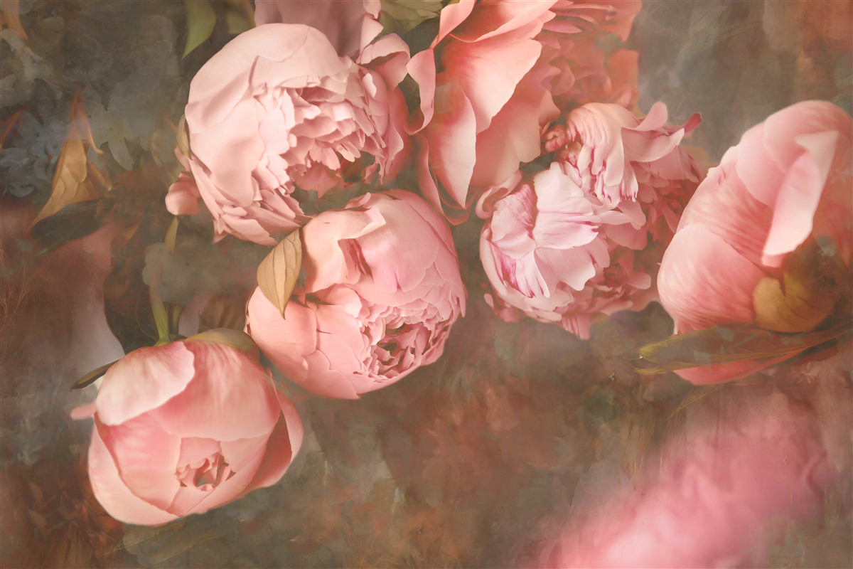 Fototapeta różowe piwonie w delikatnych odcieniach