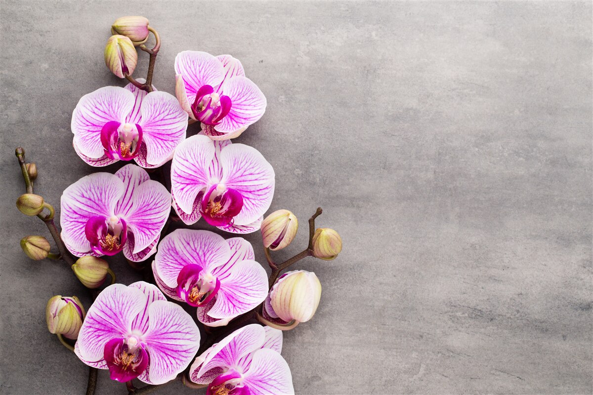 Fototapeta liliowo-biała orchidea