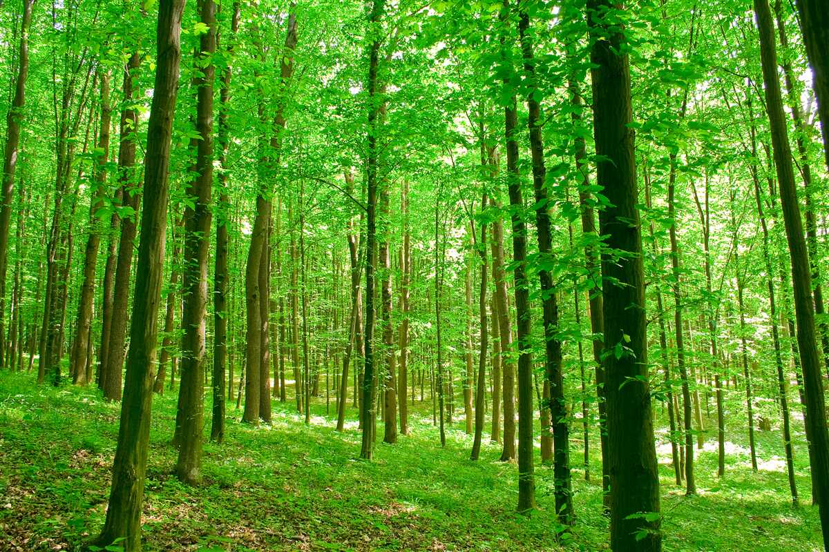 Fototapeta cienki letni las z drzewami liściastymi