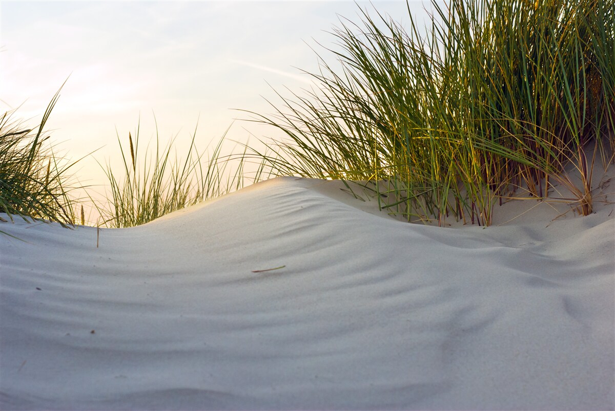 Fototapeta piasek plażowy otoczony zielenią o wschodzie słońca