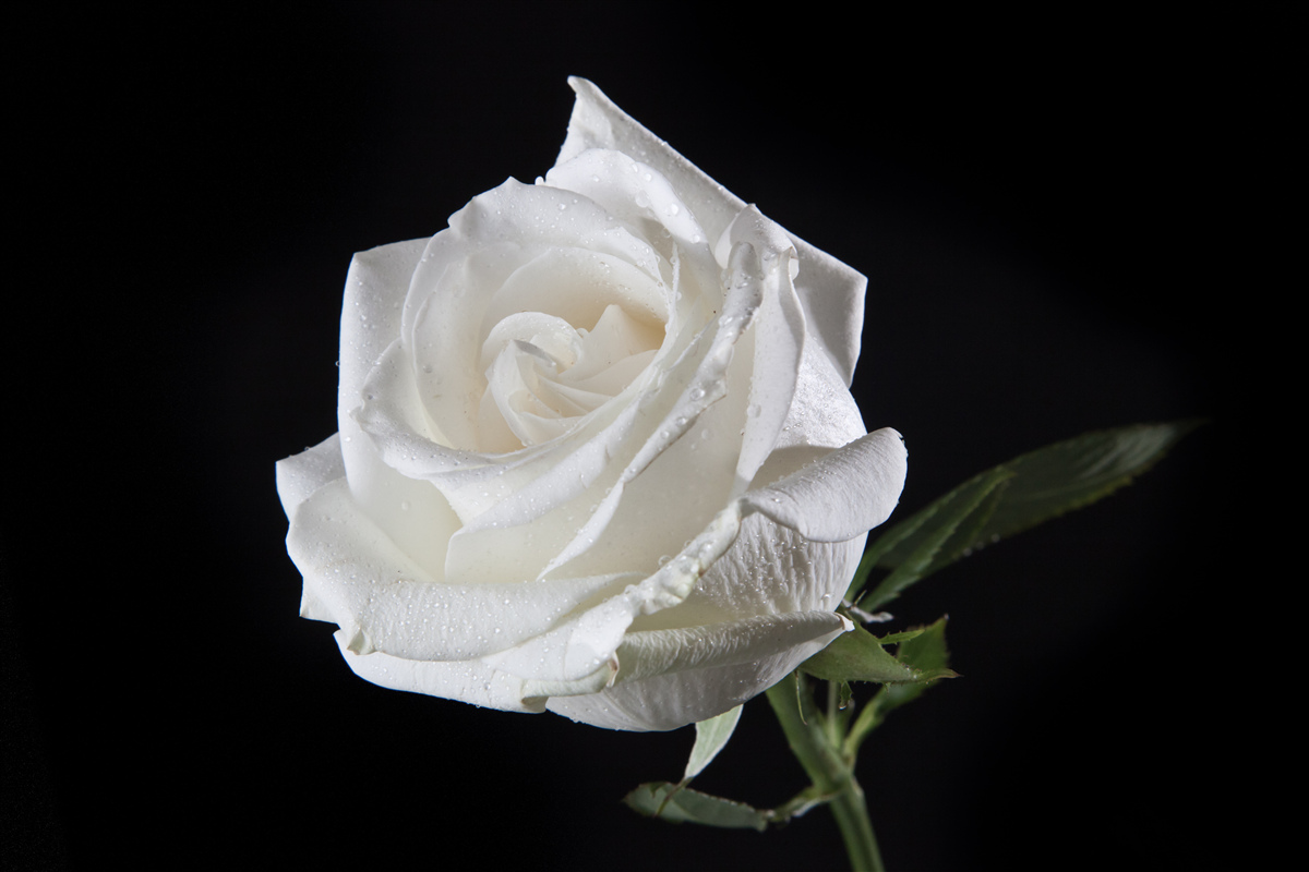 Fototapeta czarne tło podkreśla biel róży