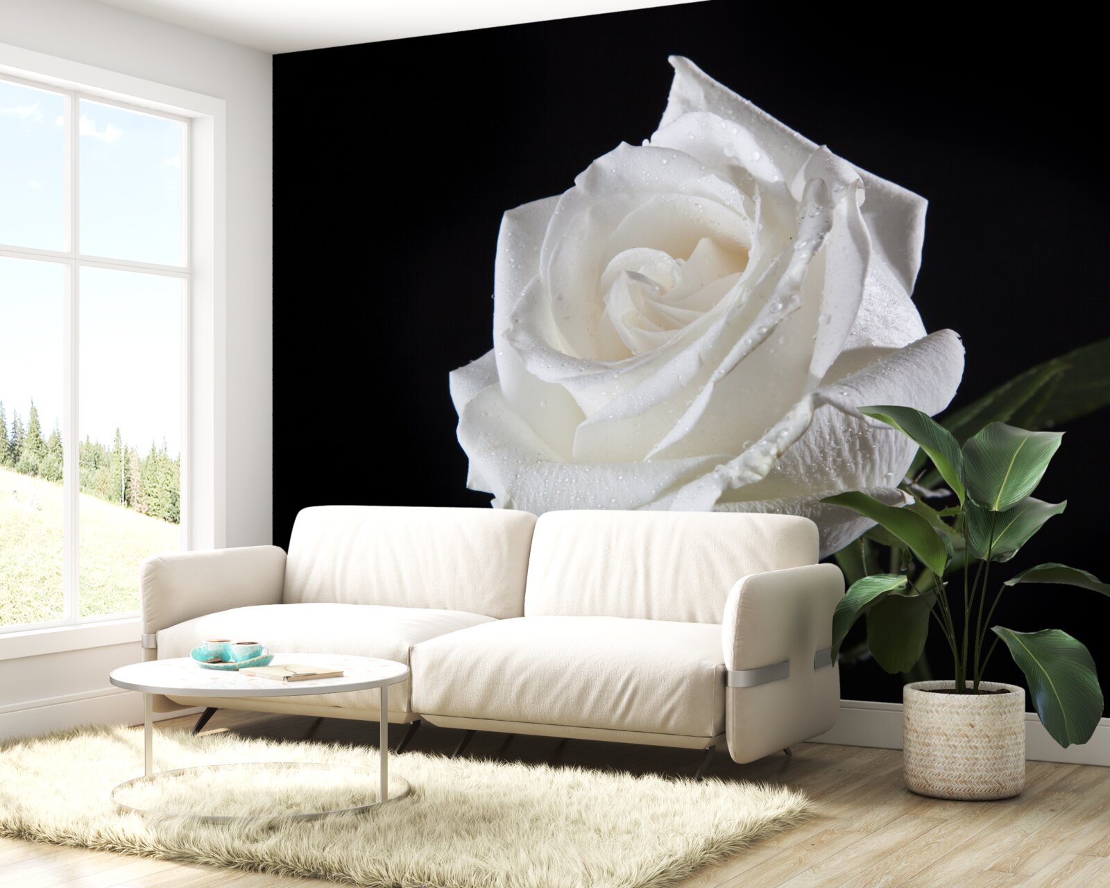 Fototapeta czarne tło podkreśla biel róży