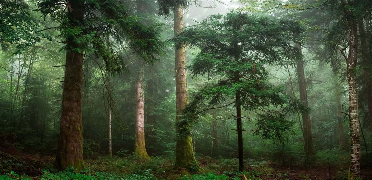 Fototapeta stary las iglasty spowija gęsta mgła