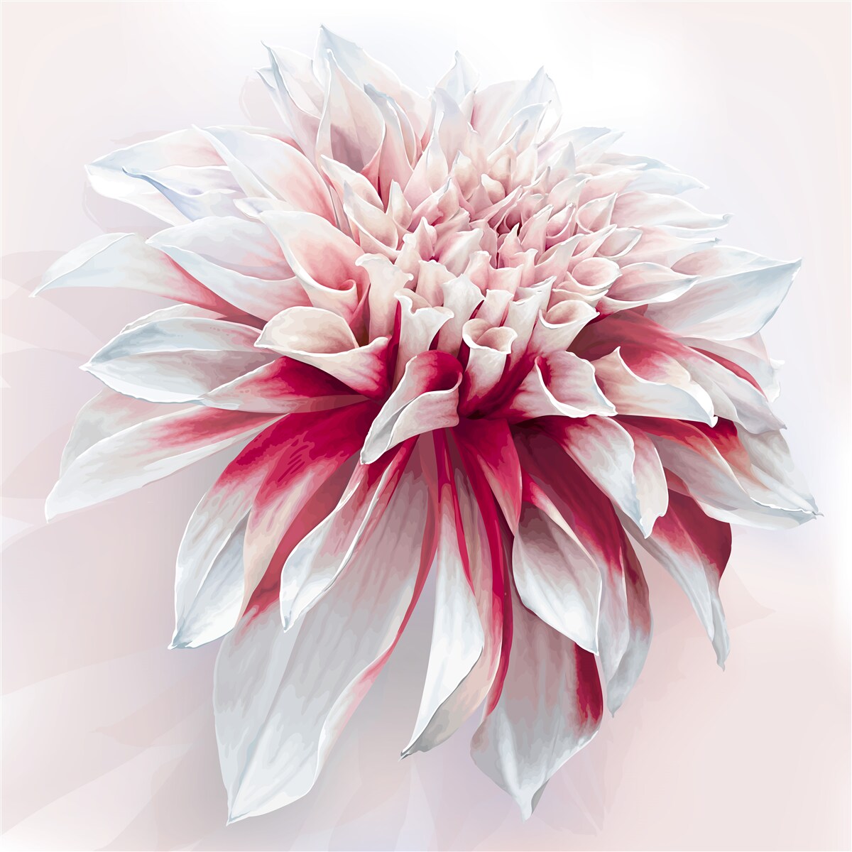 Fototapeta zachwycający pączek astra w biało-czerwonym kolorze