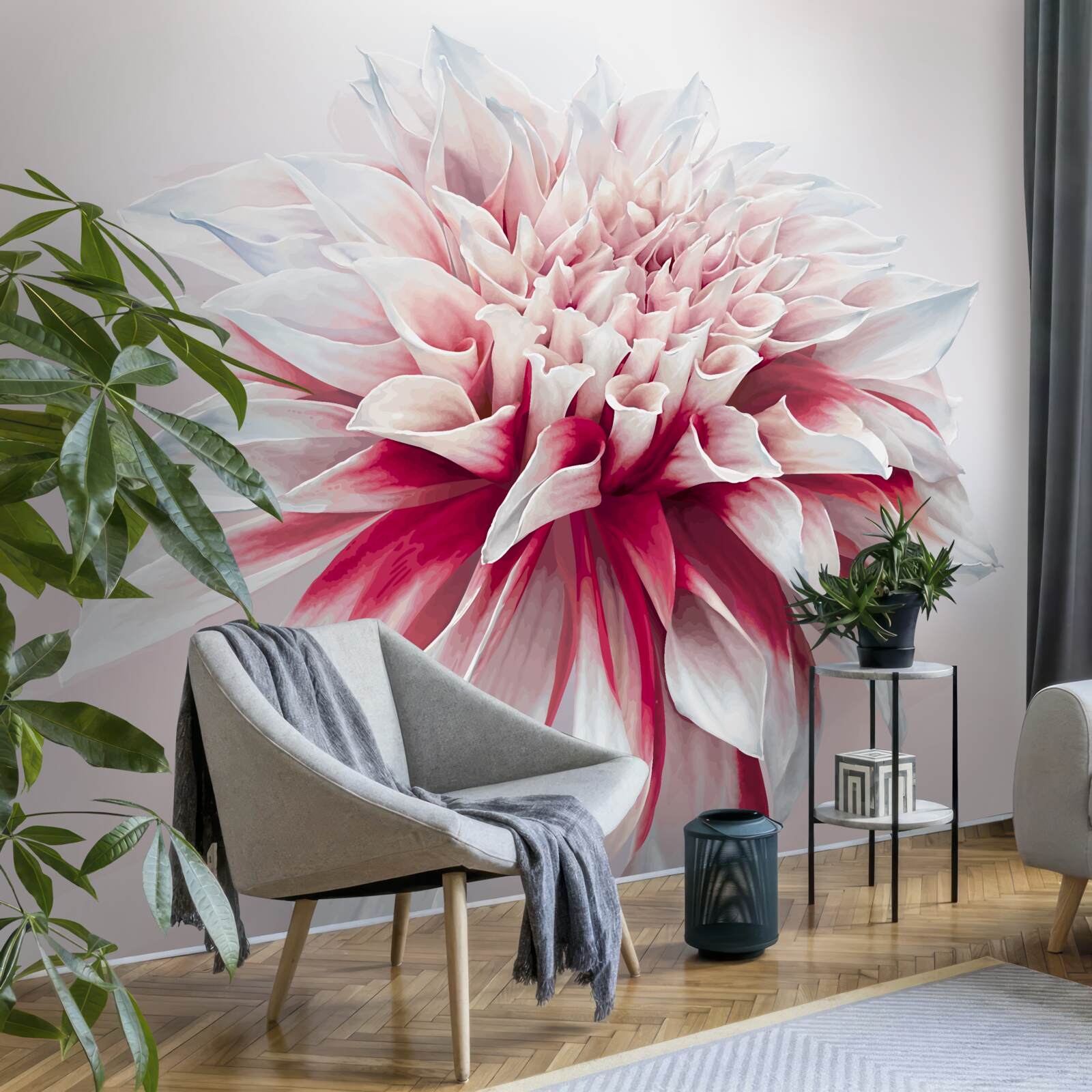 Fototapeta zachwycający pączek astra w biało-czerwonym kolorze