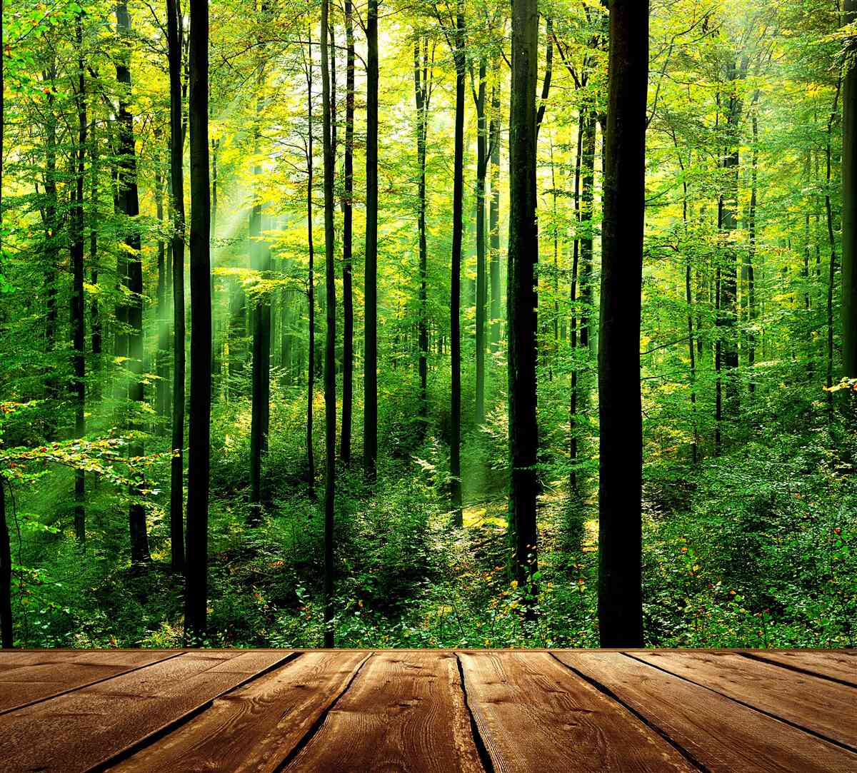 Fototapeta taras z dostępem do gaju sosnowego