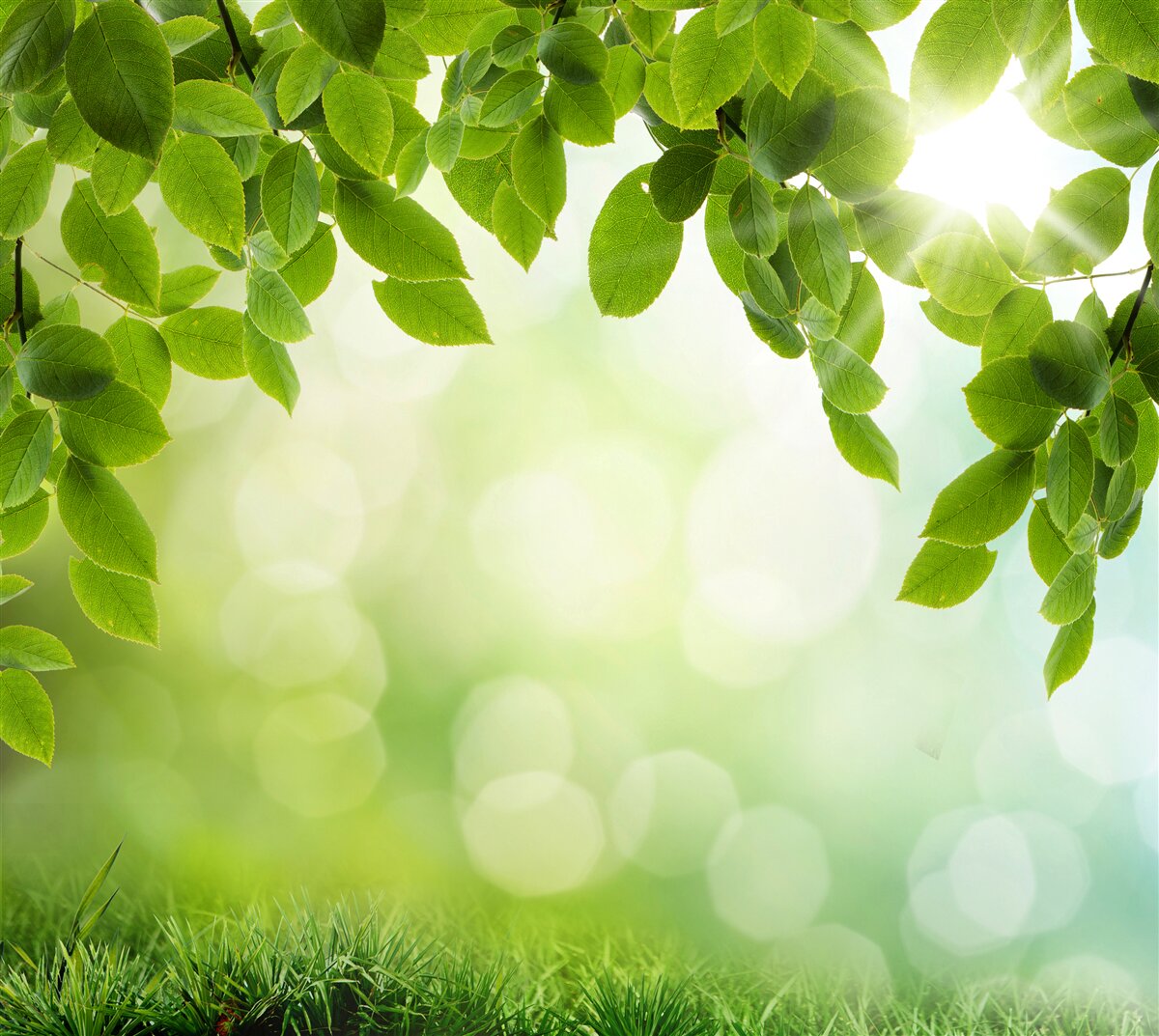 Fototapeta słońce w swojej jasności i liściach ozdobionych zielonymi kroplami