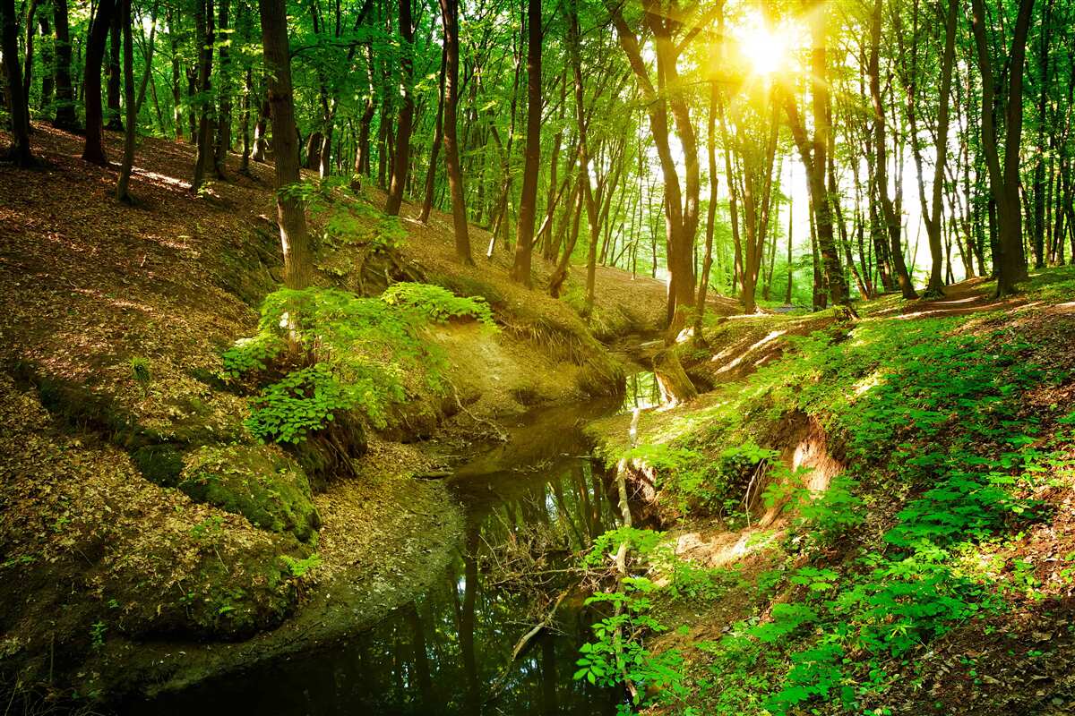 Fototapeta poranne światło słoneczne w zielonym lesie wypełnionym liśćmi